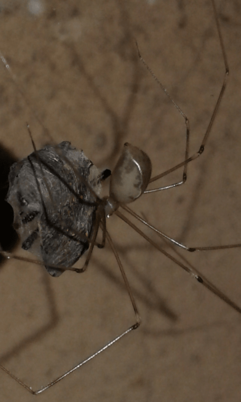 Pholcidae : Pholcus phalangioides? S